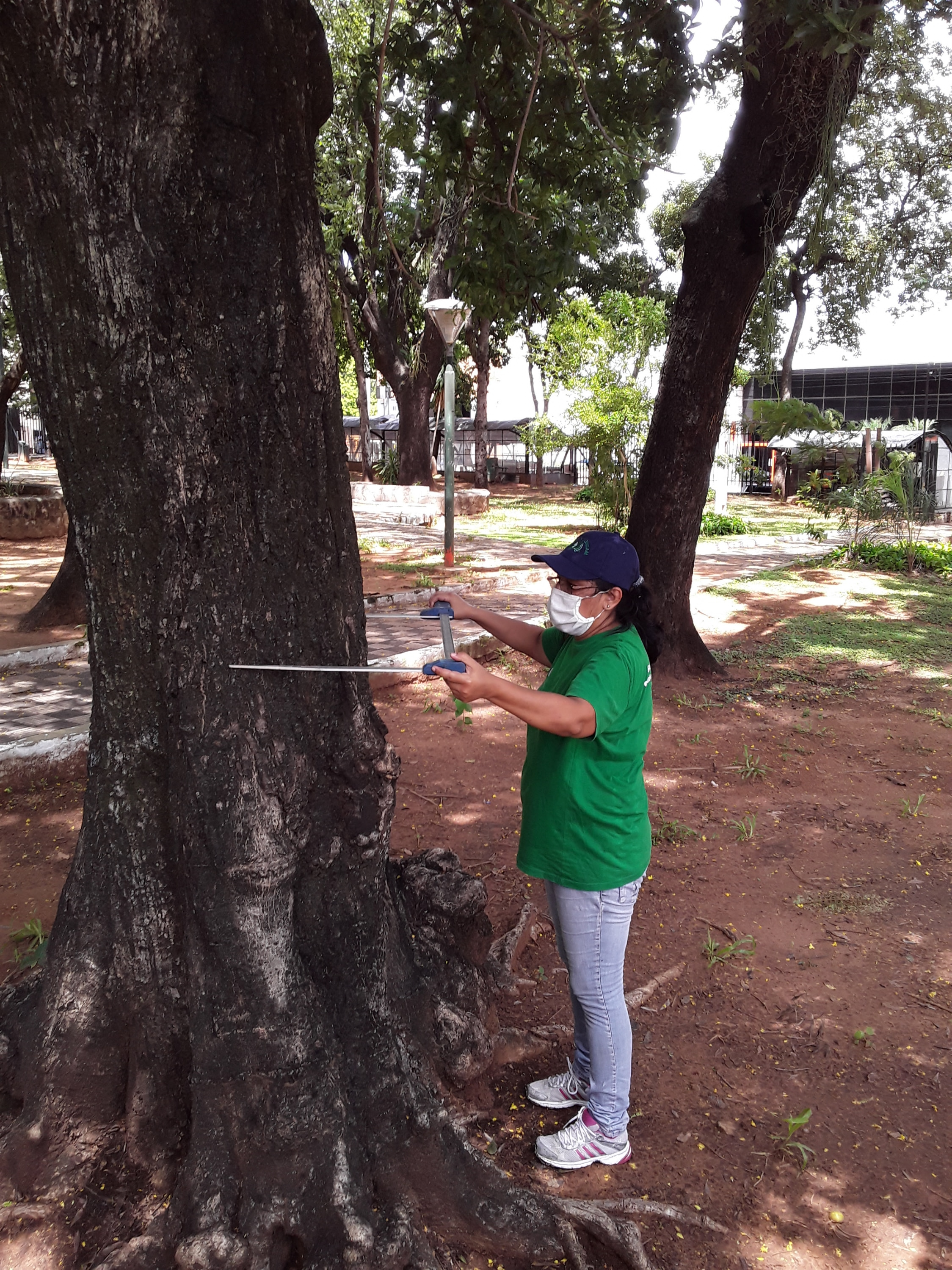 Identifican hongos beneficiosos para árboles en zonas urbanas de Asunción |  Conacyt